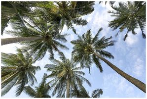 Motivplatte DOTLUX SKYLIGHT Motiv 4 für EB-Panel Raster 1×1 für 620×620